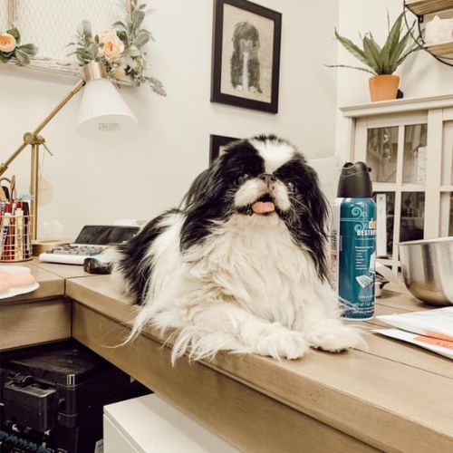 dog sitting on the table