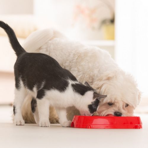 dog and cat eating in the bowl