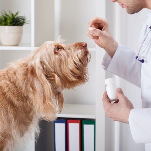 veterinarian giving medicine to a dog